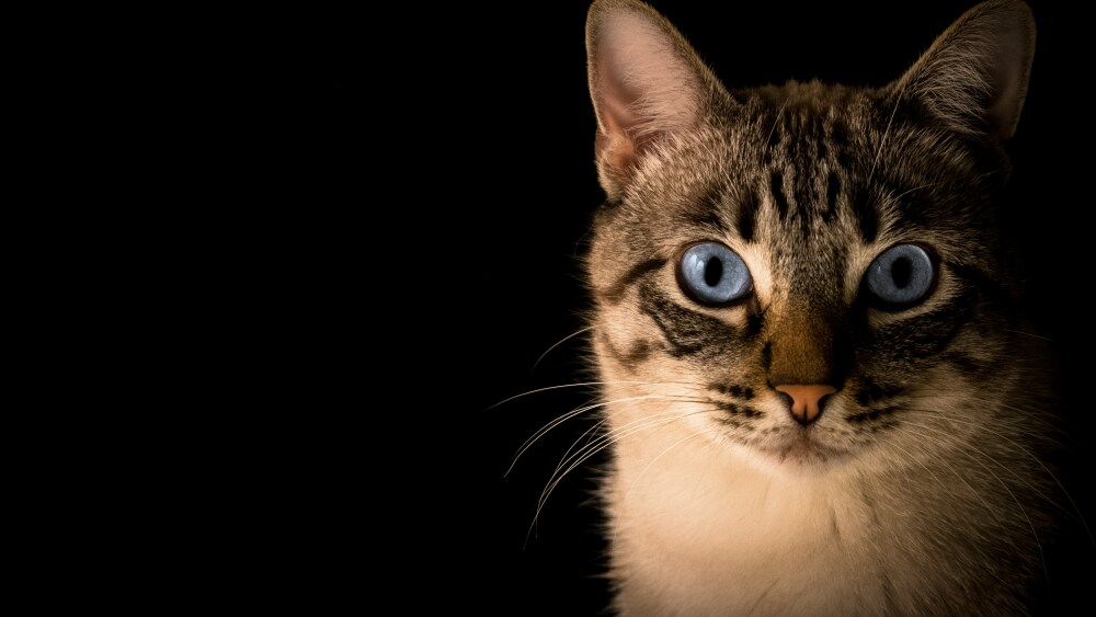 gato2.jpg