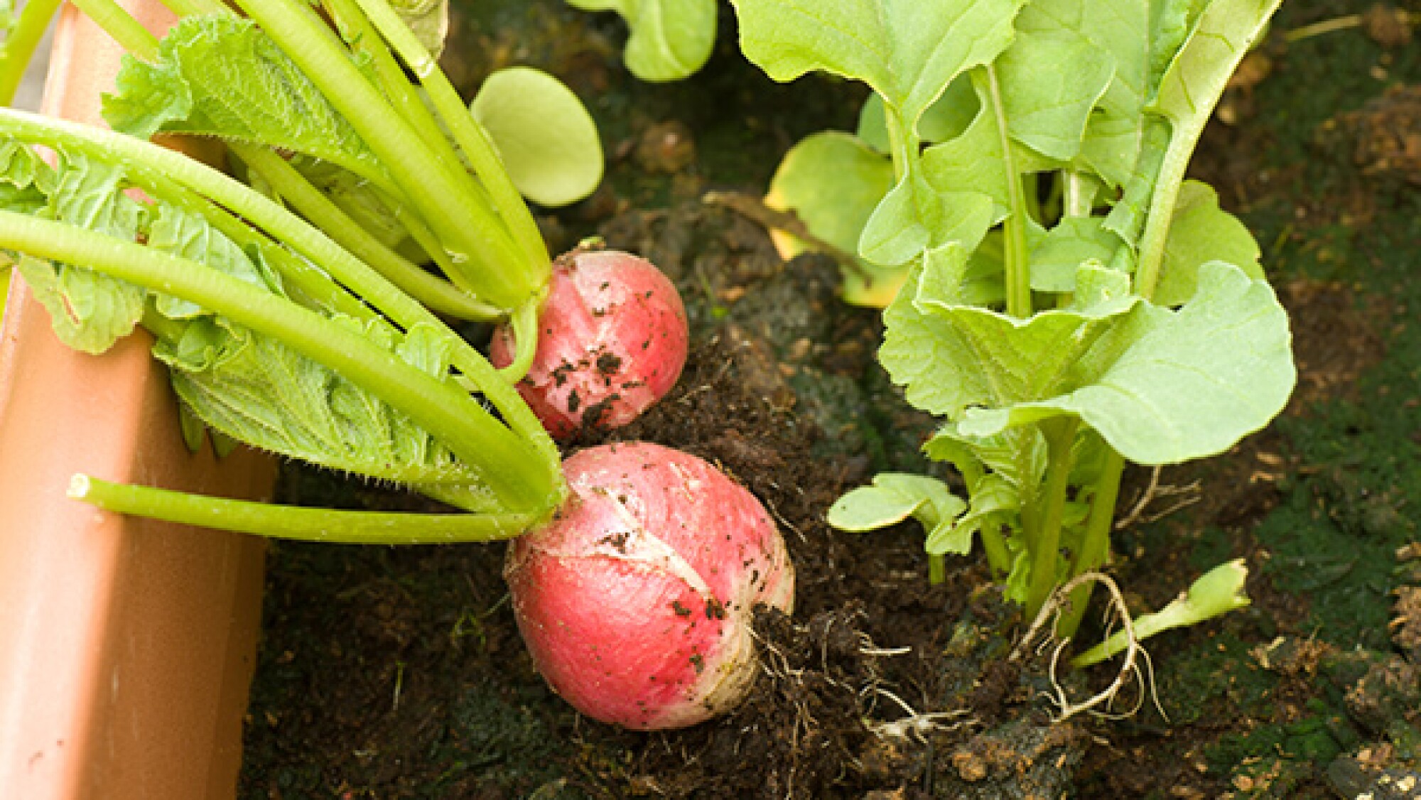 Siembra tu propio rábano en casa: sigue este fácil paso a paso