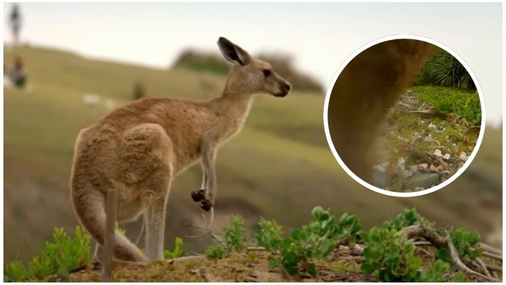canguro video viral