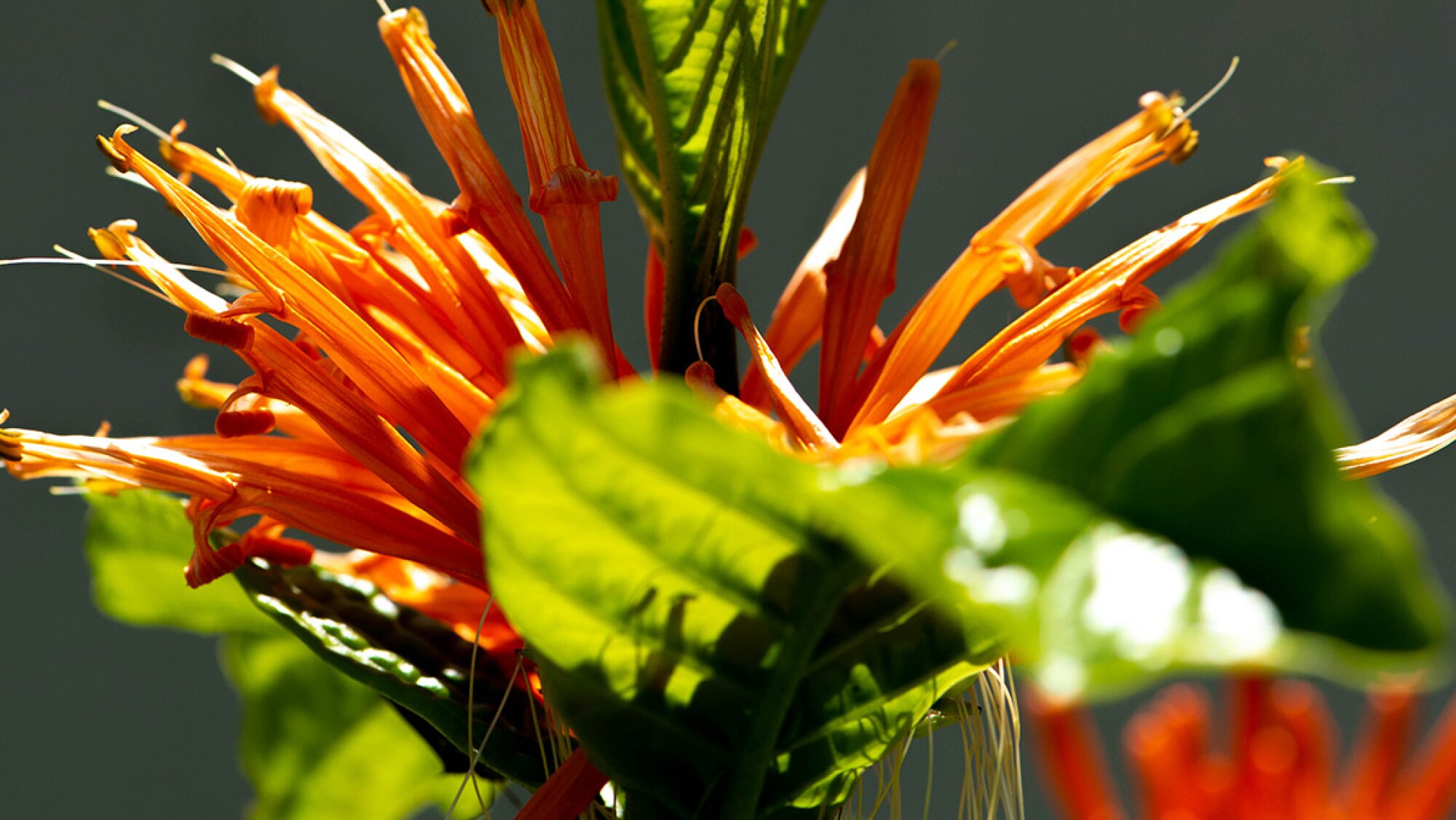 ¿Qué es el muicle y cuáles son sus beneficios?