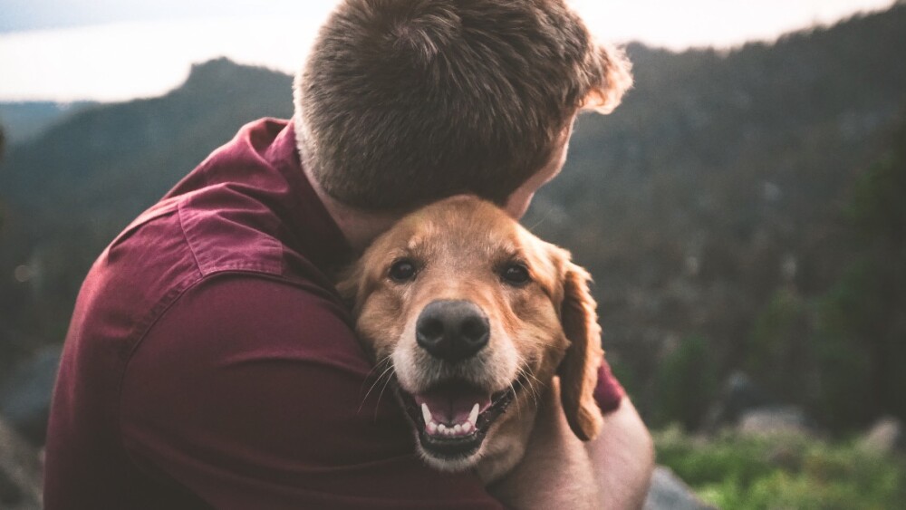 Si usas Tinder, ponte una foto de un perro en tu perfil por las siguientes razones 8 Merca2.es Educación, empatía y comunicación