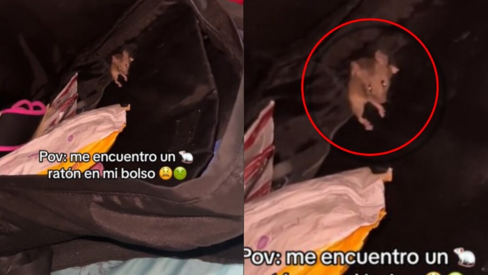 ratón video viral tiktok