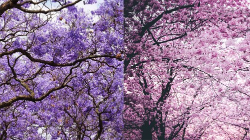 jacaranda-sakura.jpg