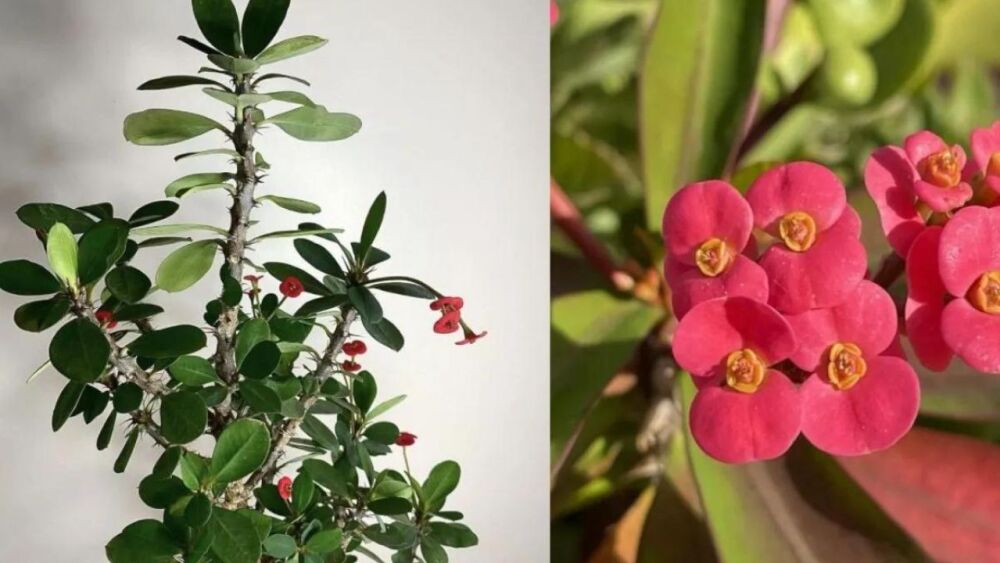 Cómo se cuida la planta corona de Cristo y qué significa tener una.jpg