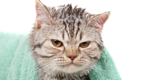 Por qué los gatos odian el agua