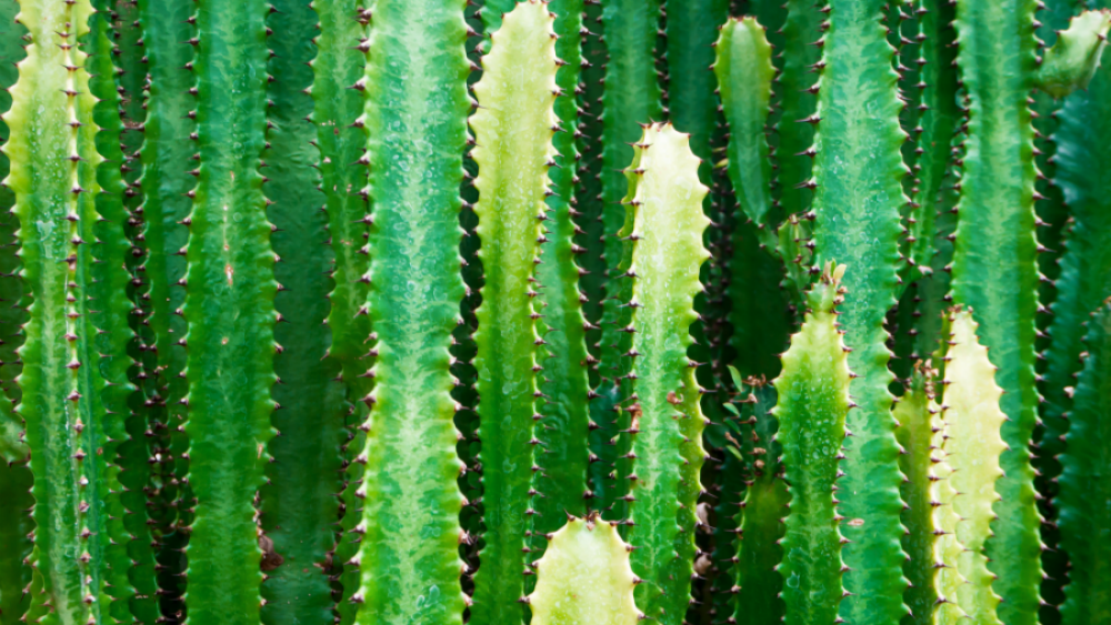 Los sabores ocultos de Tamaulipas
