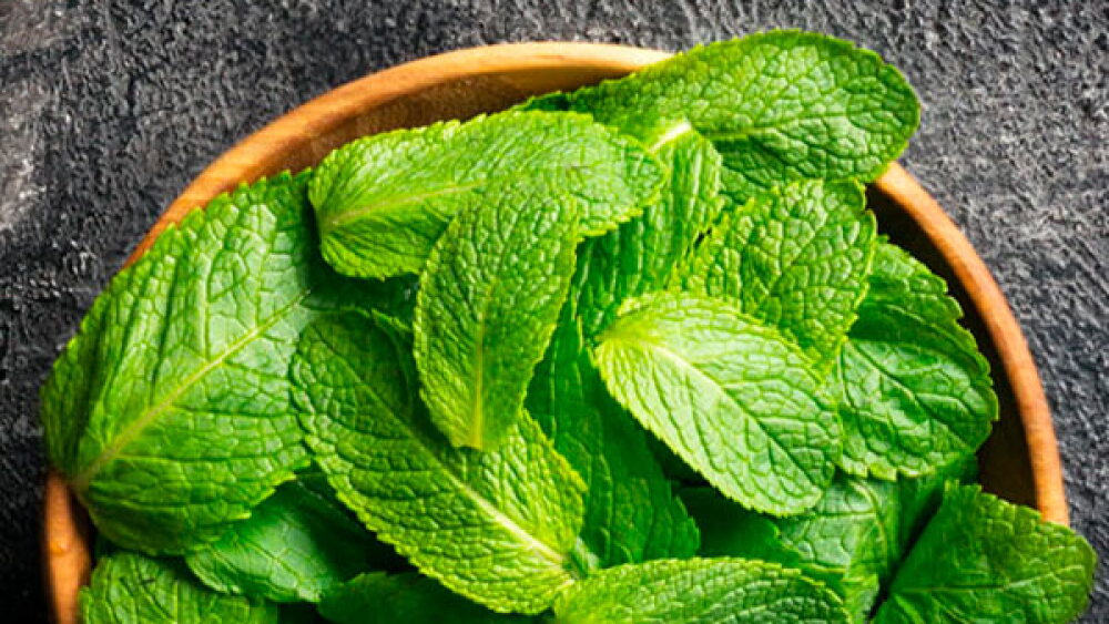 Menta