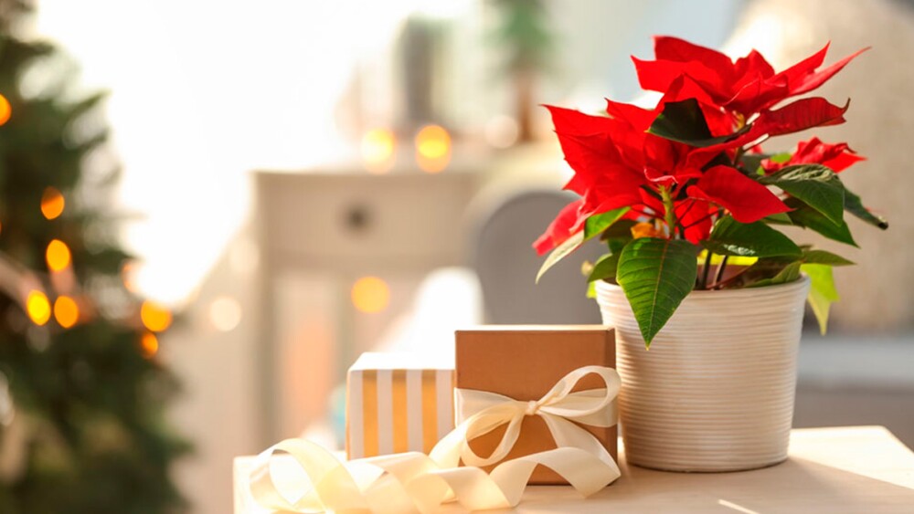 Usos caseros de la flor de nochebuena que tienes que conocer