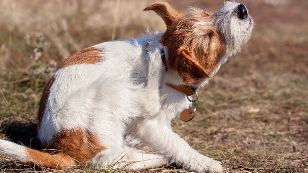 Remedios para pulgas en tu mascota