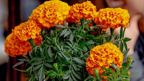 Flores de cempasúchil