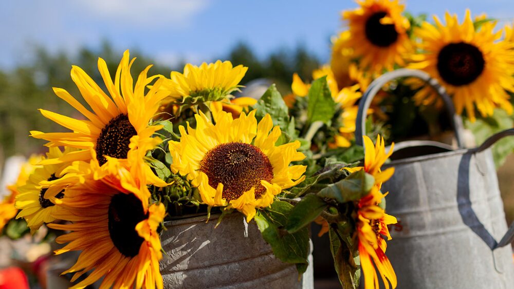 Girasoles