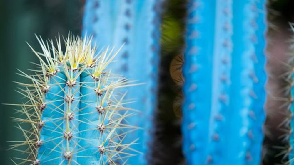 Cactus Azul Cactus azul: conoce esta hermosa cactácea y los cuidados que necesita