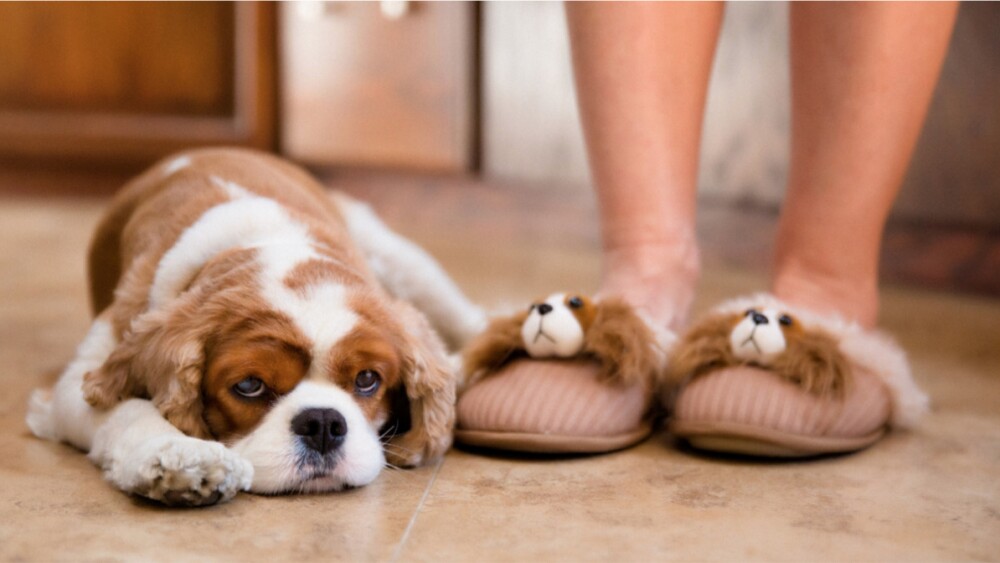 Pantuflas idénticas a tu mascota