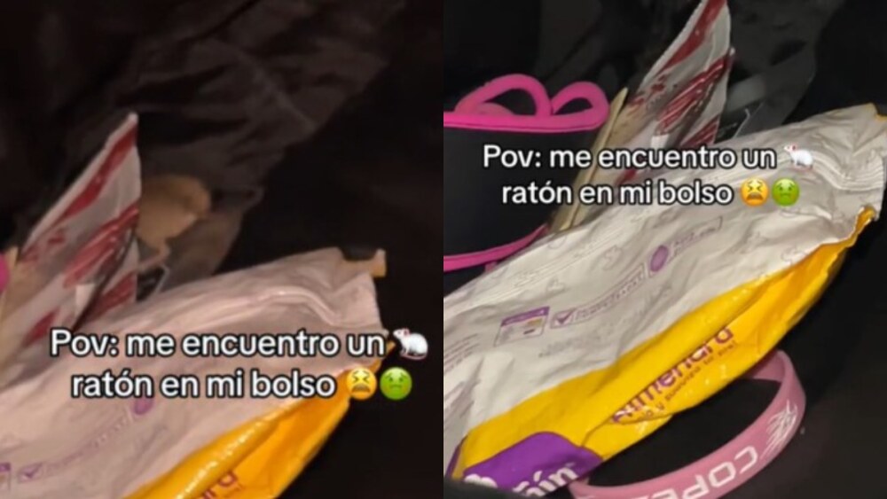 el ratón estaba dentro del bolso buscando algo