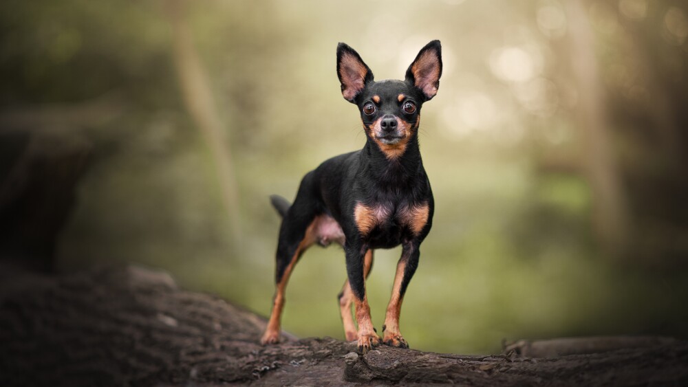 Portrait of miniature pinscher and Chihuahua mixed breed standing on rock