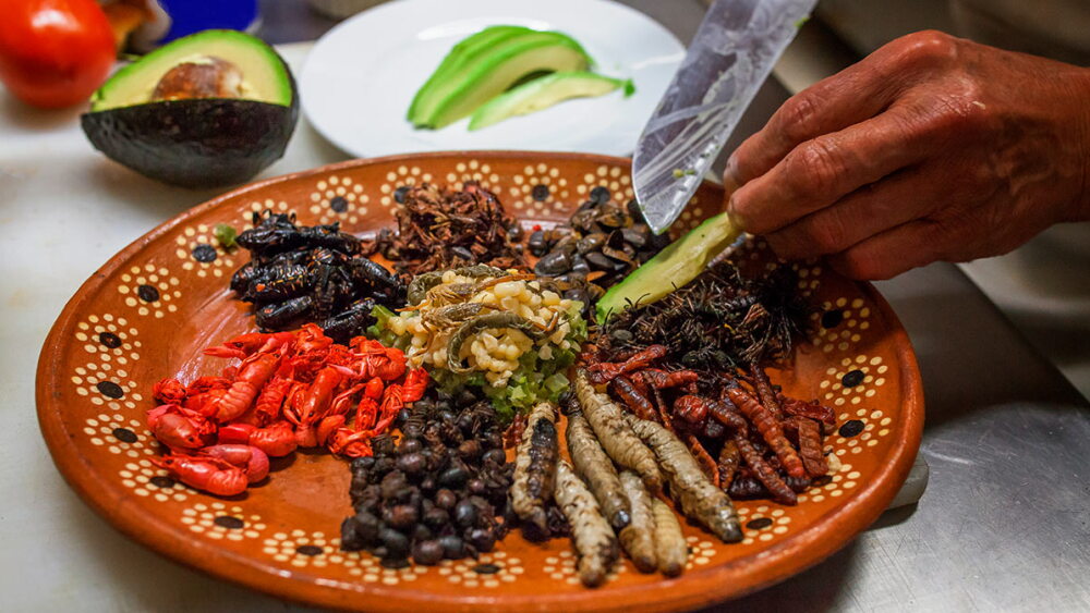 Comida Con Insectos 4 insectos mexicanos comestibles y ricos en proteínas