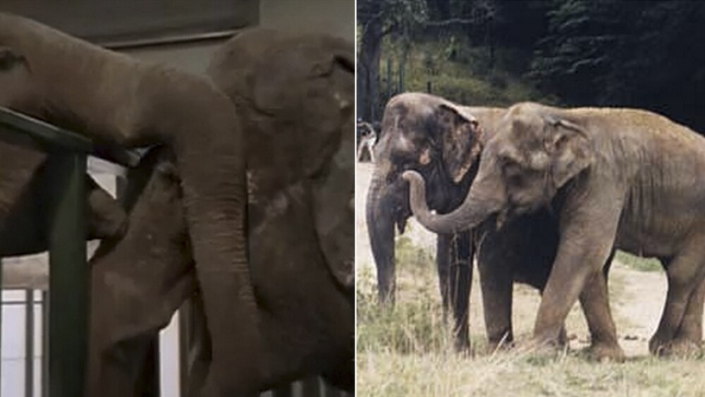Dos elefantes se reencuentran tras 20 años de sufrimiento en un circo