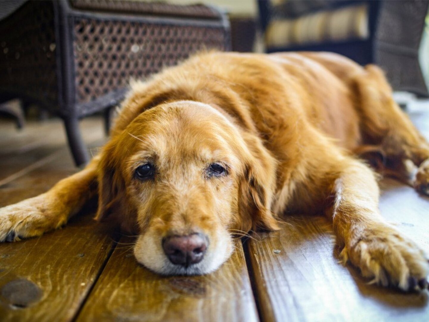 perros-antes-de-morir.jpg