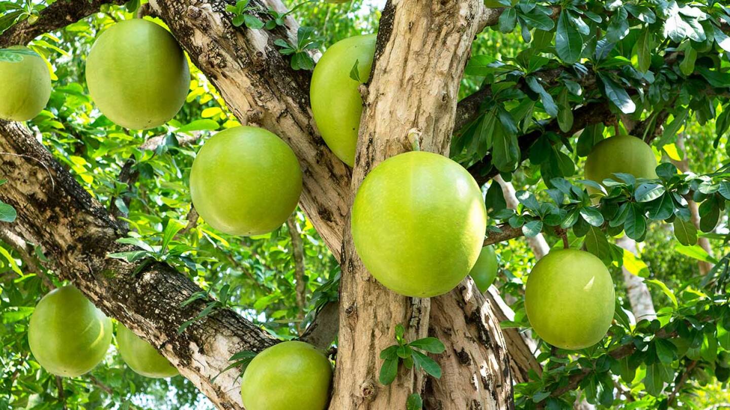 Qué es el guaje cirial y para qué sirve