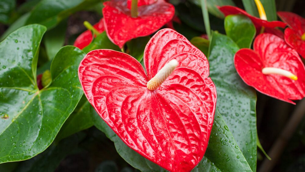 Estas son las mejores flores para regalar en San Valentín 6 Merca2.es Anturio