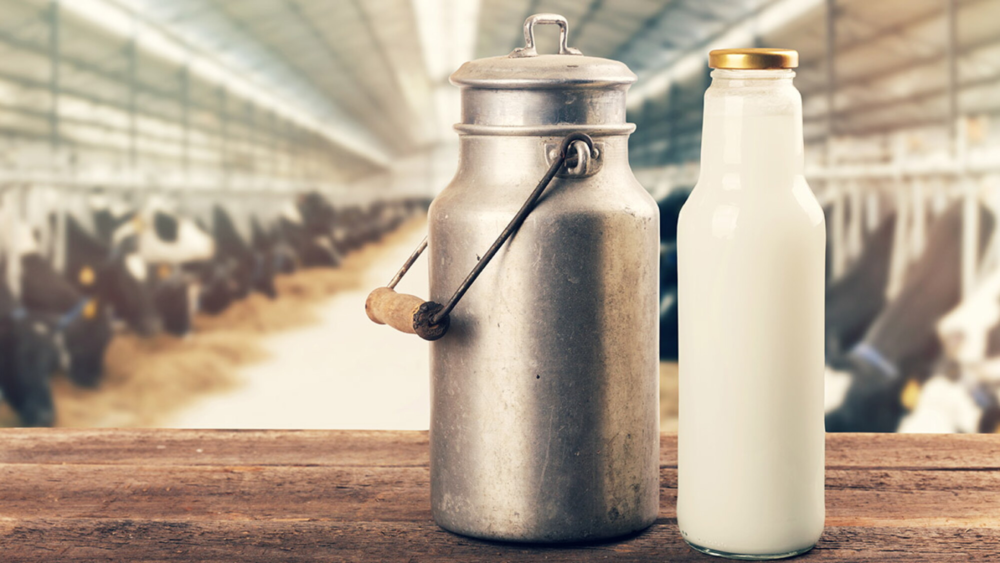 Qu Es La Leche Bronca Y Los Riegos De Tomarla qu-es-la-leche-bronca-y-los-riegos-de-tomarla