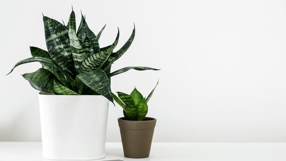 Planta lengua de suegra
