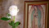 LA ROSA DE GUADALUPE.jpeg