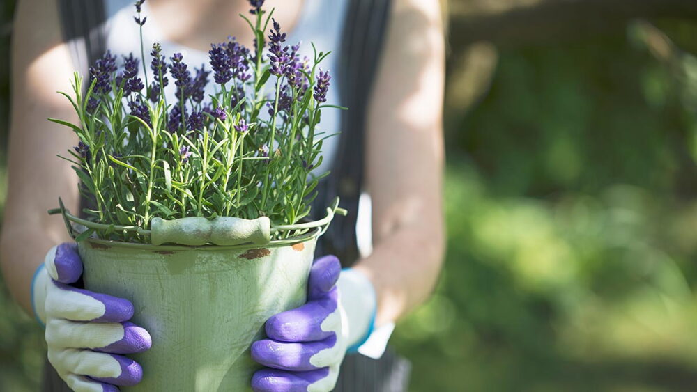 plantas