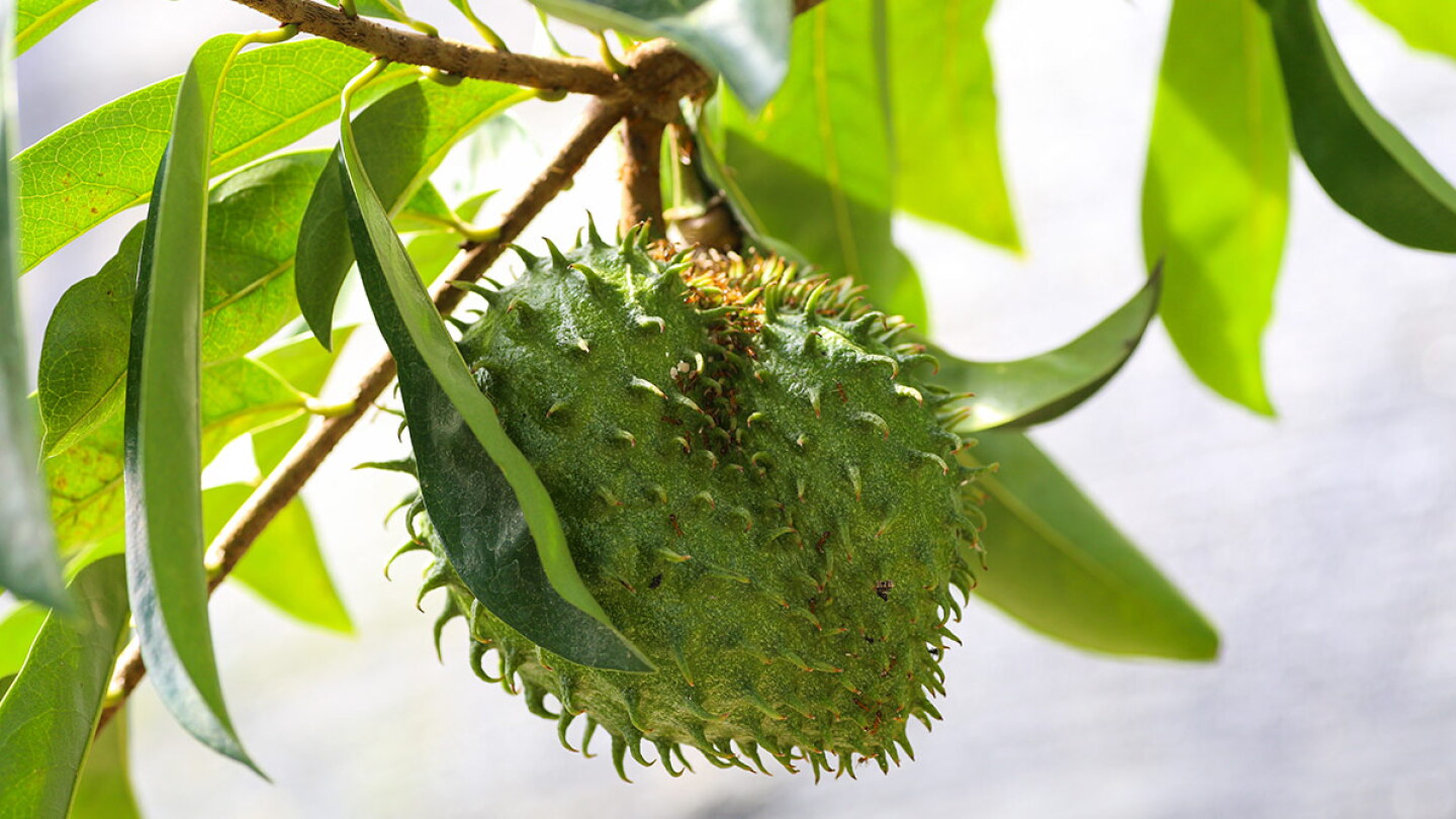 Descubre los beneficios del té de hoja de guanábana, ¡te sorprenderá!