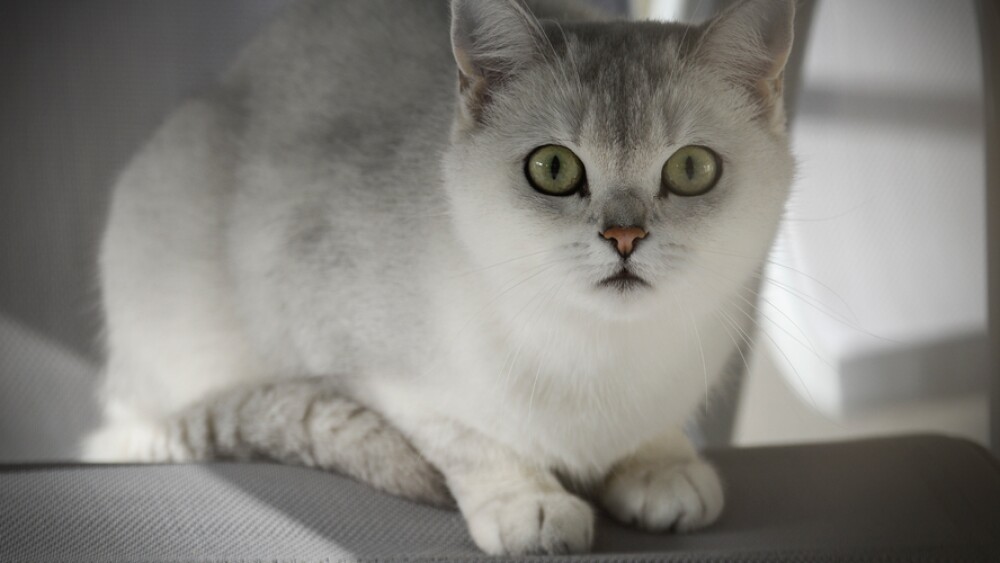 gato-xiaopi.jpg