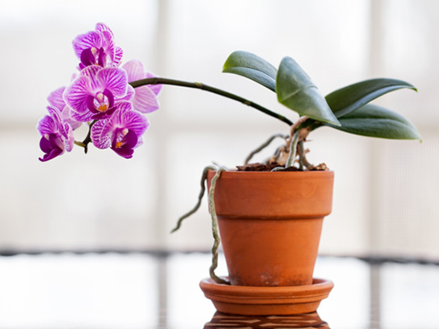 Orquídea marchita
