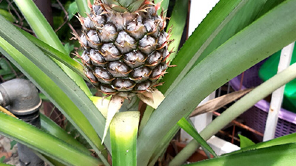 Cómo sembrar tu propia planta de piña en tu hogar fácilmente