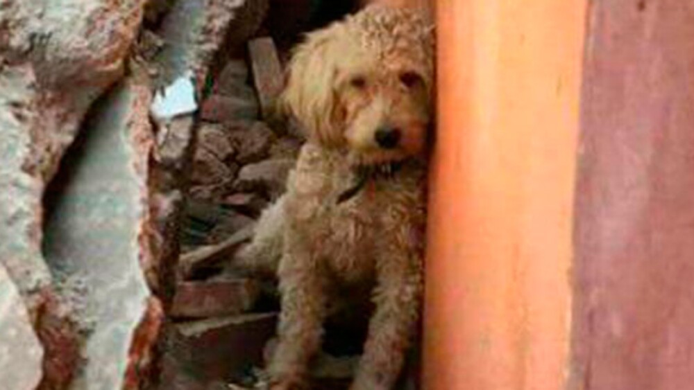 Mascotas perdidas: ¿Cómo buscar a tu perro tras el sismo de México?