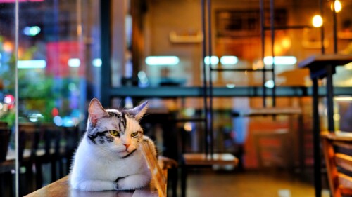 Cafés de gatos que debes conocer