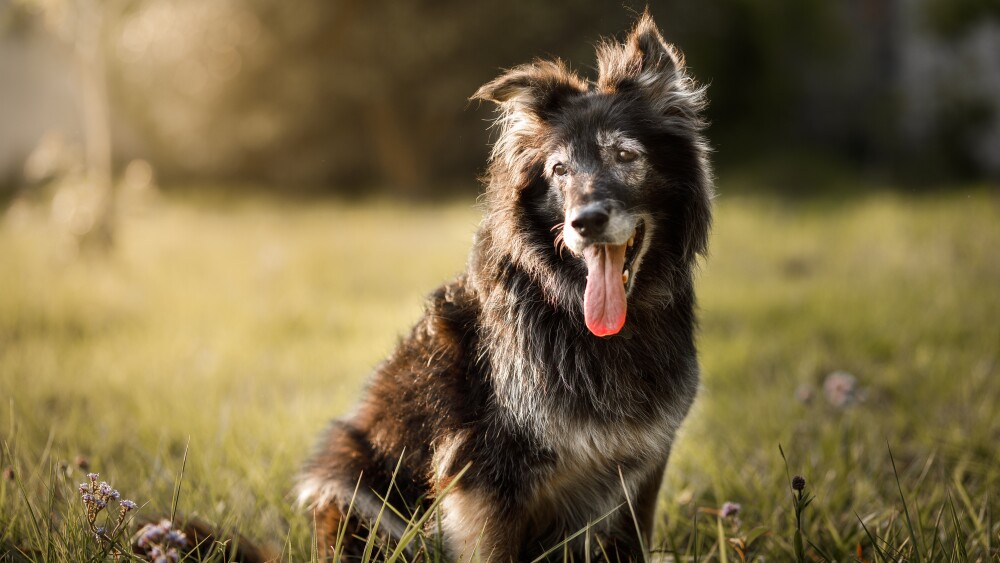 Furry dog smiling with tongue out