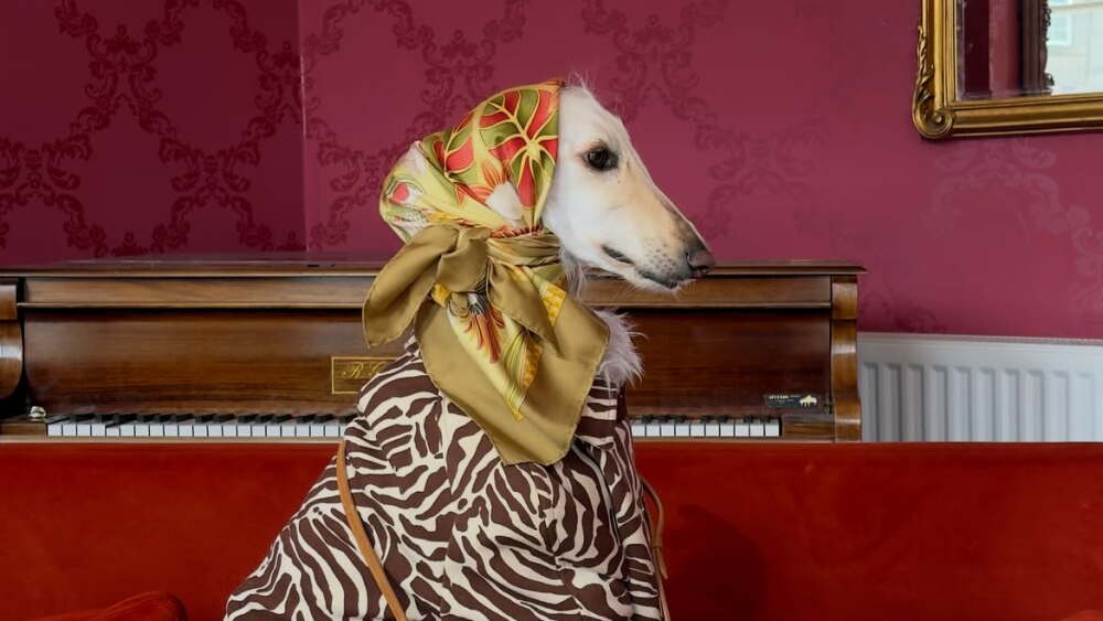 La historia de Samantha, la perrita que se volvió un ícono de moda en redes sociales