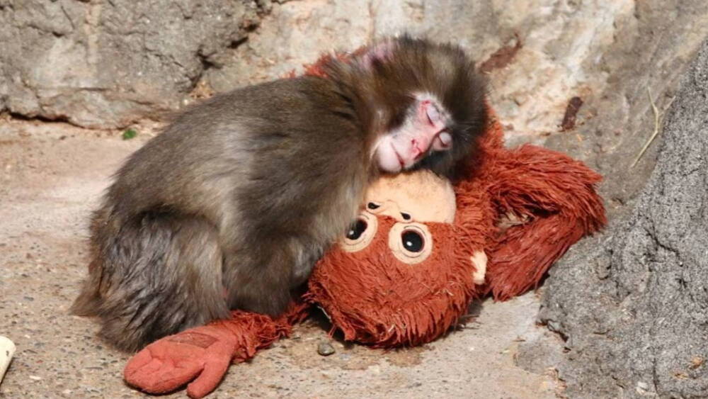 Pachu Mono La historia de ‘Punch’, el bebé mono que se aferra a su peluche tras ...